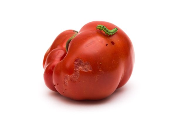 Expert anti nuisibles vaucluse : des interventions sur mesure